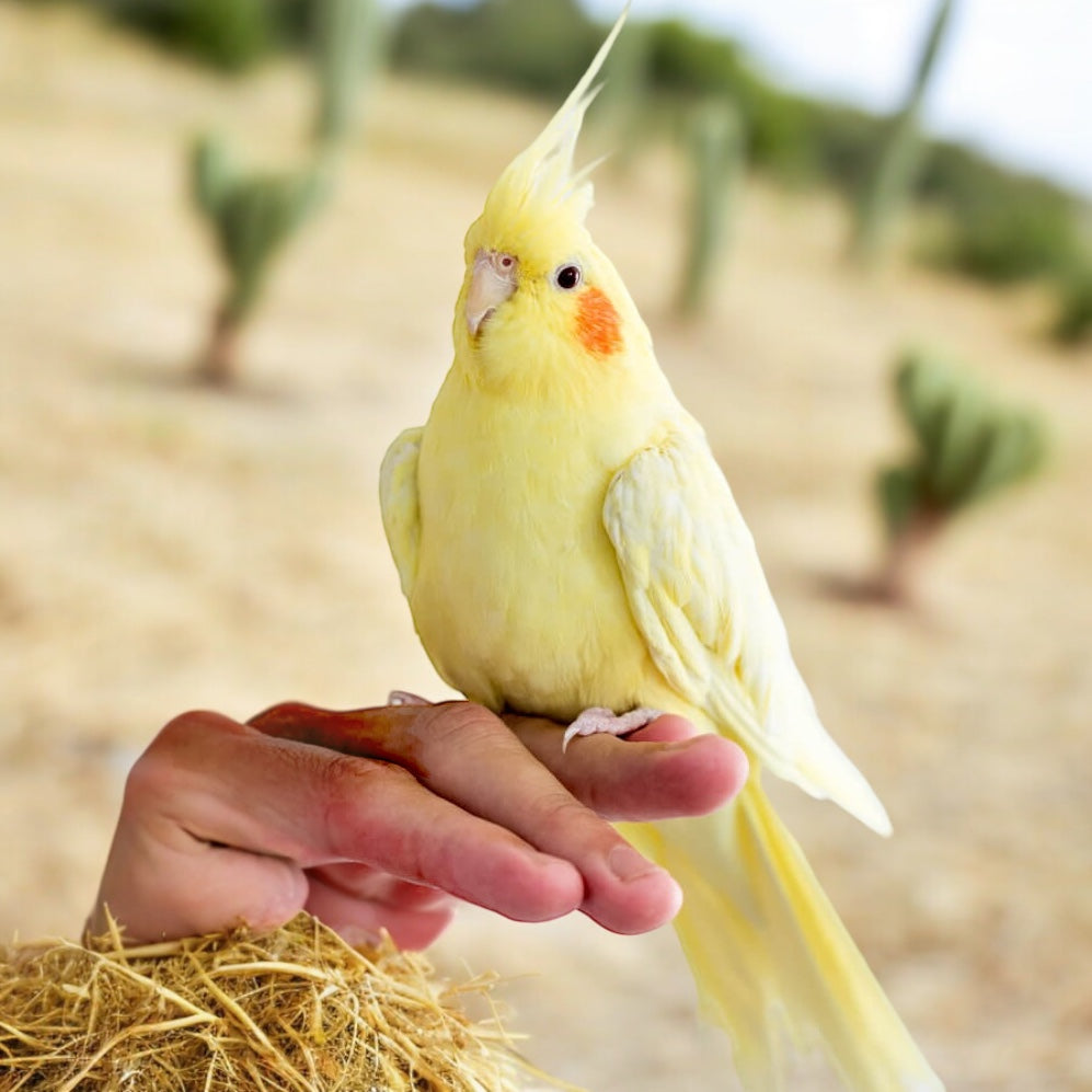 Productos para Pájaros